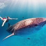 Swimming Expedition Whale Shark Departures from Cancun - The Search and Encounter: What You Can Expect