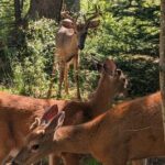 Sydney City Roots and Wildlife Trails of Cape Breton Island - Transportation and Logistics
