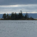 Sydney: Highland Village & Bell Museum Cruise Excursion - What Travelers Say