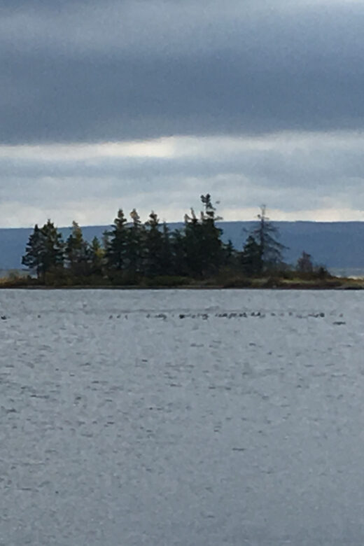 Sydney: Highland Village & Bell Museum Cruise Excursion - What Travelers Say