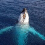 Tadoussac/Charlevoix: VIP Lounge OR UpperDeck Whale Watching - What to Expect During the Tour