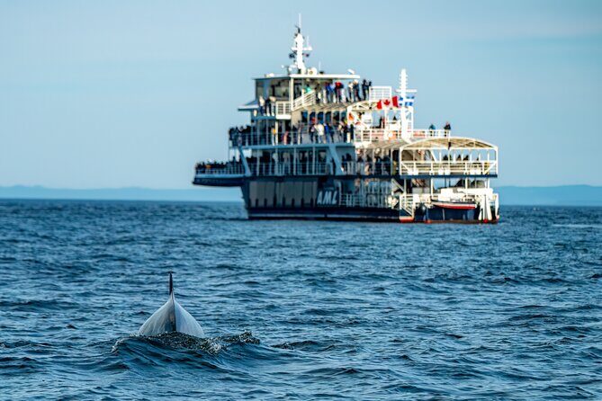Tadoussac/Charlevoix: Whale & Bear Wildlife Tour - Practical Details and Considerations