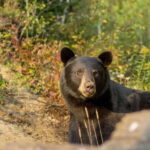 Tadoussac/Charlevoix: Whale Watching Tour & Bear Observation - Midday: The Scenic Journey & Learning