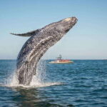 Tadoussac/Charlevoix: Whale Watching Zodiac Tour - Who Should Book This Tour?