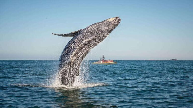 Tadoussac/Charlevoix: Whale Watching Zodiac Tour - Who Should Book This Tour?