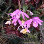 Tallinn TV tower and Botanic garden (a tour with a guide) - Who Would Love This Tour?