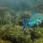 Tamarindo: Guided Snorkeling Tour with Marine Life Spotting - The Onboard Experience