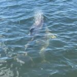 Tarpon Springs: Private Island Tour & Dolphin Cruise - Final Thoughts