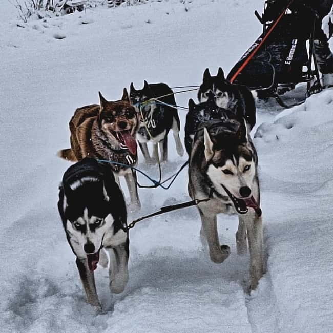 TARTU COUNTRY: SLED DOG TOUR AND KENNEL VISIT - What to Expect During the Tour