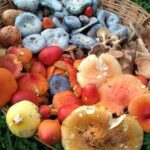 Taste and Tradition Acaxochitlán Culinary Tour from Mexico City - What’s Included and What’s Not