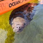 Tavernier, FL: Mangrove and Manatees Guided Kayak Eco Tour - Is It Worth the Price?