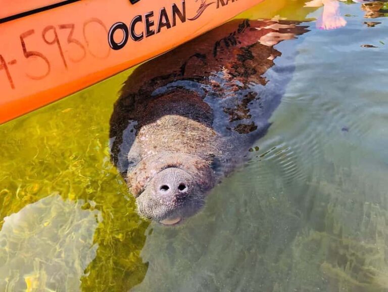 Tavernier, FL: Mangrove and Manatees Guided Kayak Eco Tour - Is It Worth the Price?