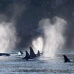 Telegraph Cove: Whale Watching Adventure with Free Photos - Wildlife Encounters and Sightings