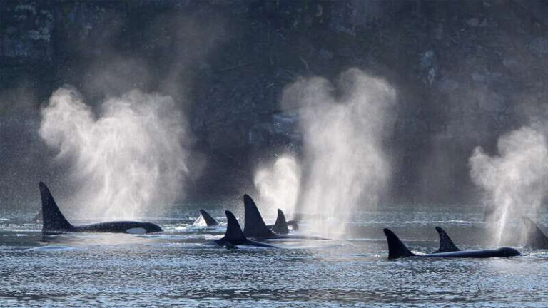 Telegraph Cove: Whale Watching Adventure with Free Photos - Wildlife Encounters and Sightings