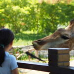 Teotihuacan Safari: Old Ruins and Interact with Animals - The Wildlife Safari Experience