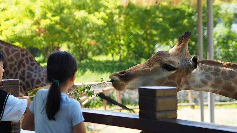 Teotihuacan Safari: Old Ruins and Interact with Animals - The Wildlife Safari Experience