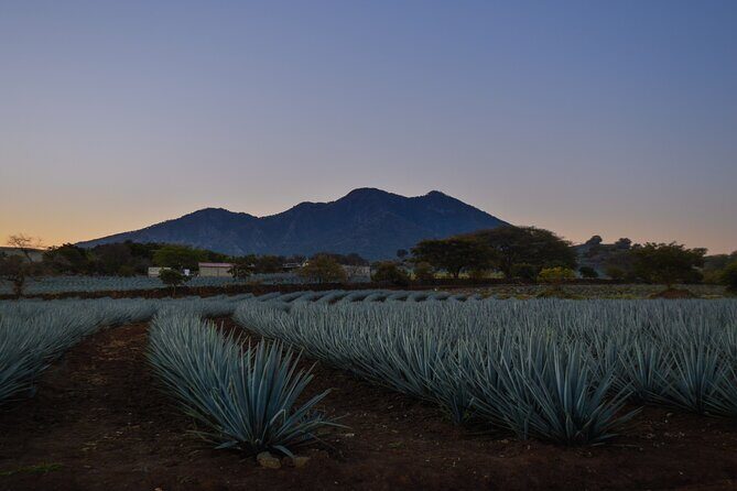 Tequila José Cuervo Tasting Guided Tour from Puerto Vallarta - A Deep Dive into the Tour Experience