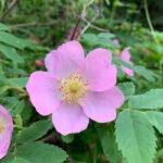 The Canmore HISTORY TOUR - Cowboys and Coal Miners 1.5H Walk - Highlights of the Tour