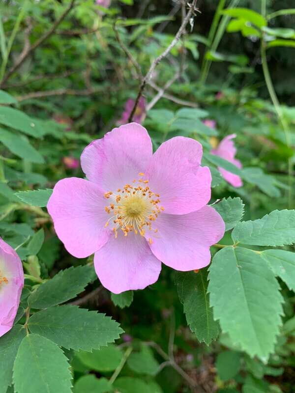 The Canmore HISTORY TOUR - Cowboys and Coal Miners 1.5H Walk - Highlights of the Tour