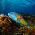 Tias: Guided Snorkeling Tour in Playa Chica - What to Expect from the Snorkeling Tour in Playa Chica