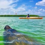 Tierra Verde FL: Coastal Kayaking Tour in Shell Key - Who Should Book This Tour?