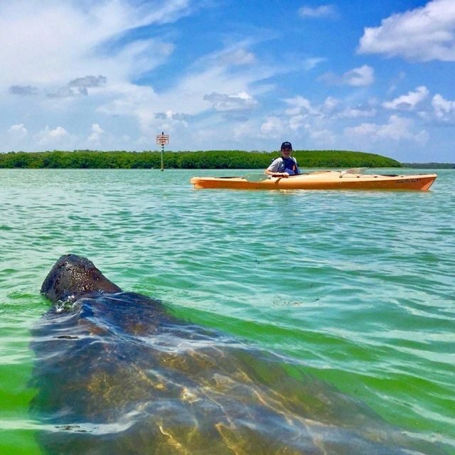 Tierra Verde FL: Coastal Kayaking Tour in Shell Key - Who Should Book This Tour?