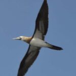 Title: Puerto Vallarta: Marietas Island Adventure - The Value Proposition