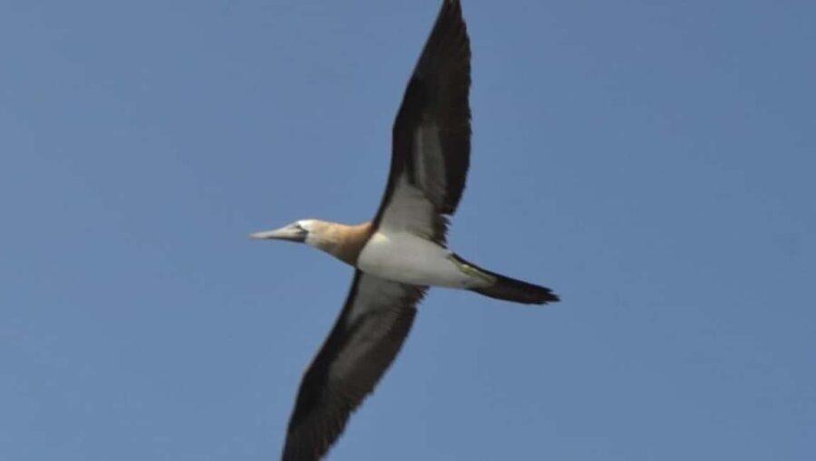 Title: Puerto Vallarta: Marietas Island Adventure - The Value Proposition 