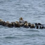 Tofino: Covered Boat Winter Wildlife Watching Tour - Price and Value