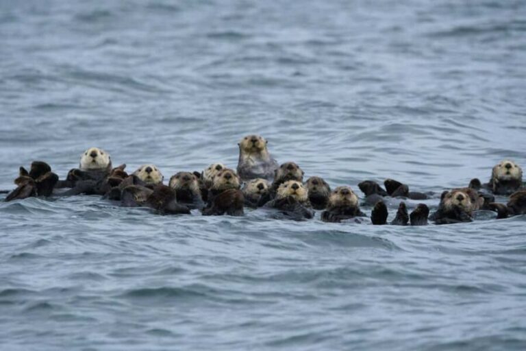Tofino: Covered Boat Winter Wildlife Watching Tour - Price and Value