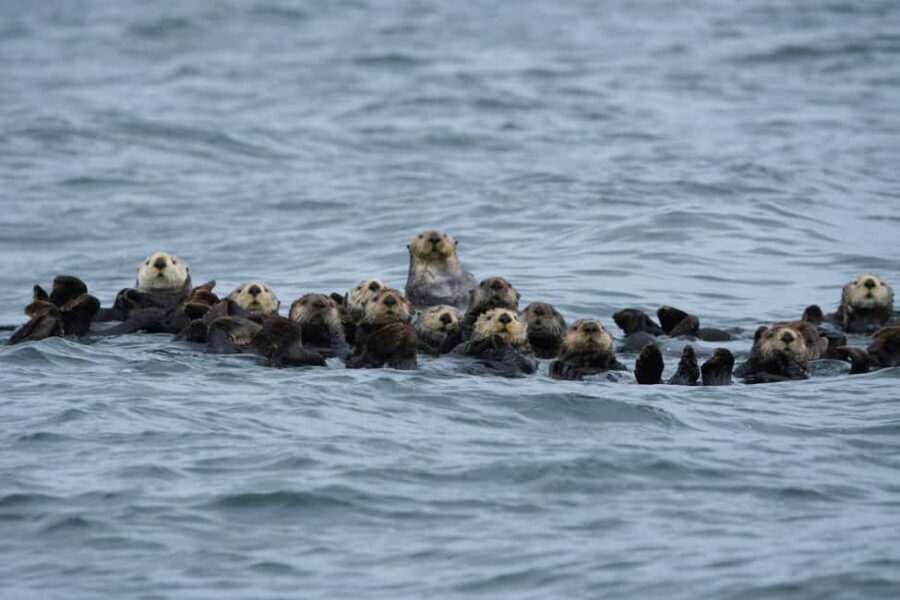 Tofino: Covered Boat Winter Wildlife Watching Tour - Price and Value