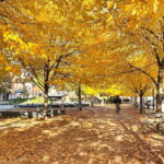 Toronto: City Walking Tour - What You Can Expect from the Tour