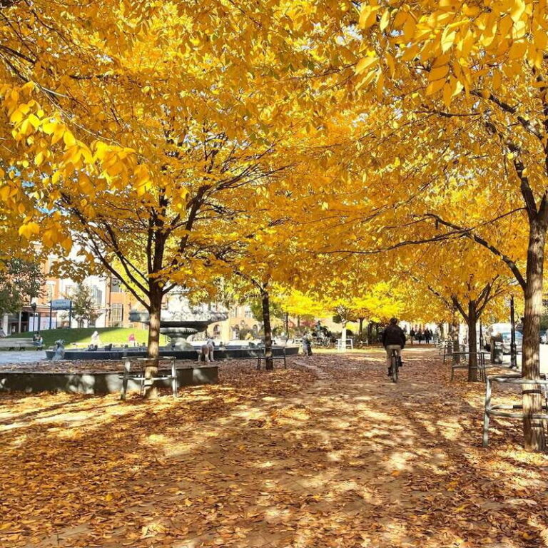 Toronto: City Walking Tour - What You Can Expect from the Tour