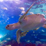 Toronto: Ripley's Aquarium of Canada Entry Ticket - The Practicalities: What You Need to Know