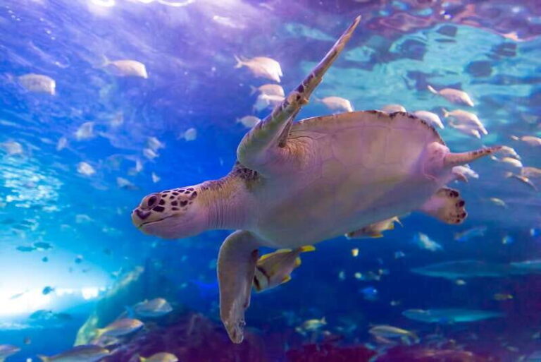 Toronto: Ripley's Aquarium of Canada Entry Ticket - The Practicalities: What You Need to Know