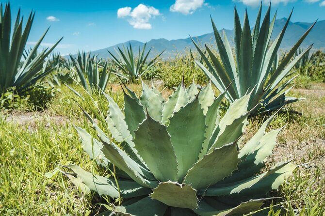 Tour of Puebla and tour of Atlixco (private tour) - FAQ