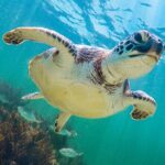 Tour to Tulum and Cenote Swimming with Turtles from Tulum - The Food and Comfort