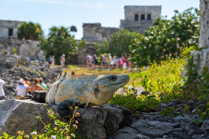 Tour tulum, coba, cenote, and playa del carmén 4x1 - What’s Included and Whats Not