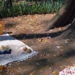 Traditional Chinese Tea Ceremony in the Heart of Mexico City - What to Expect from the Chinese Tea Ceremony