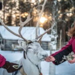 Traditional Reindeer Farm Visit with a Short Sleigh Ride - Detailed Breakdown of the Tour Experience