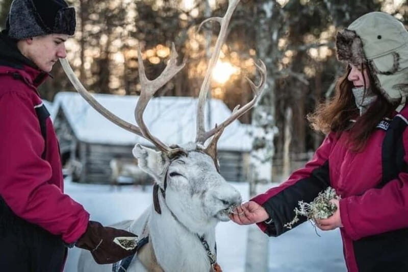 Traditional Reindeer Farm Visit with a Short Sleigh Ride - Detailed Breakdown of the Tour Experience