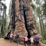 Transformative Outdoor Day Retreat Among the Giant Sequoias - An In-Depth Look at the Day Retreat Experience