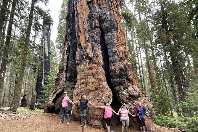 Transformative Outdoor Day Retreat Among the Giant Sequoias - An In-Depth Look at the Day Retreat Experience