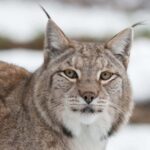 Tripsdrill Wildlife Park: Admission Ticket - Who Should Visit?