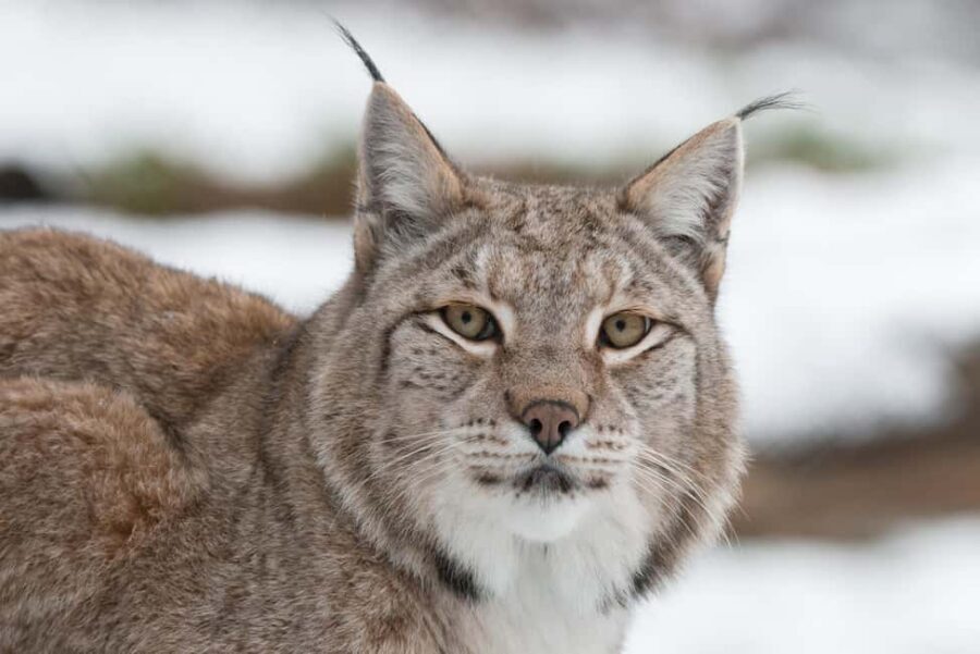 Tripsdrill Wildlife Park: Admission Ticket - Who Should Visit?