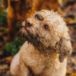 Truffle hunting for Nature Enthusiasts - Who Will Love This Tour?