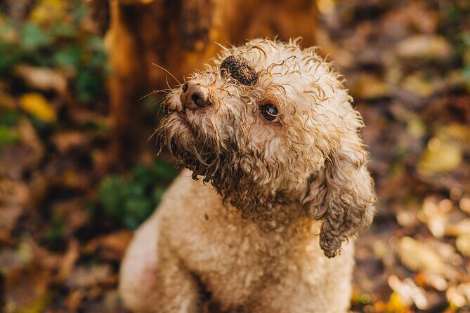 Truffle hunting for Nature Enthusiasts - Who Will Love This Tour?