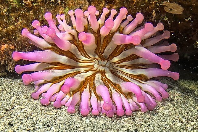 Try diving in Lanzarote Beginners 2 dives - Costa Teguise - Final Thoughts: Is This Tour Right for You?