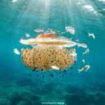 Try Scuba in Crete  Free Certification & Photos (Beginners) - What Makes This Tour Stand Out?