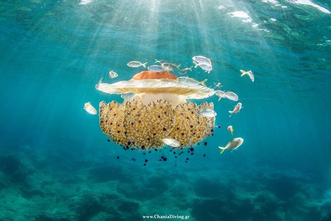 Try Scuba in Crete  Free Certification & Photos (Beginners) - What Makes This Tour Stand Out?